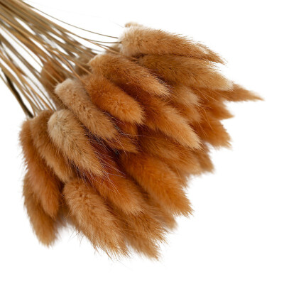 

50pcs Colorful Foxtail Barley Grass Bonsai Home Decoration Natural Dried Twelve Flower Dried Flower Photo Props Dog Tail Grass