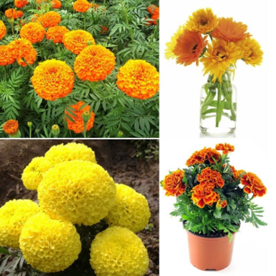 

Lovely Rare Calendula Flower Potted Bonsai Home Balcony Garden Hobbies Yellow Beautiful Good-looking Plants Seeds