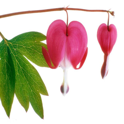 

10Pcs Perennial Herbs Rare Bleeding Heart Seed Dicentra Spectabilis Beautiful Heart-Shaped Flower Plant Seeds