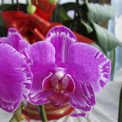 

20PCS Butterfly Orchid Seeds Phalaenopsis Bonsai Flower Seed Plants Potted Home Garden Balcony DecorationType 8
