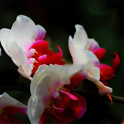 

20PCS Butterfly Orchid Seeds Phalaenopsis Bonsai Flower Seed Plants Potted Home Garden Balcony DecorationType 8