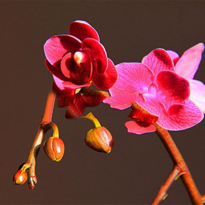 

20PCS Butterfly Orchid Seeds Phalaenopsis Bonsai Flower Seed Plants Potted Home Garden Balcony DecorationType 8