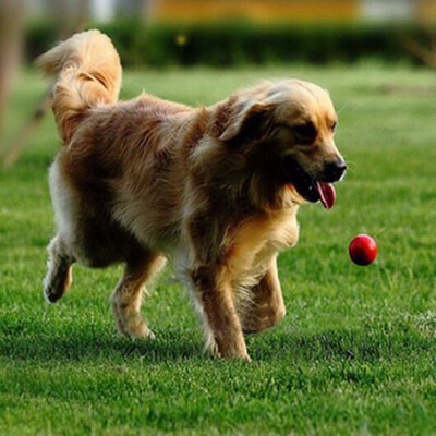 

Interactive Toy Ball for Dogs