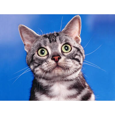 

5D DIY Full Drill Diamond Painting Cat Animal Cross Stitch Embroidery Kits