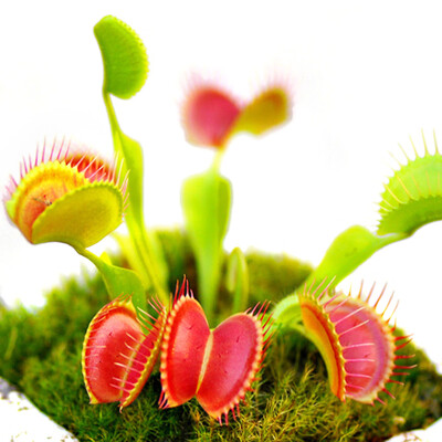 

100Pcs Fragrant Flowers Egret Flower Lithops Succulents Lily of the Valley Plant-Seeds Aquarium Plant Radiation-Proof Flores Conva