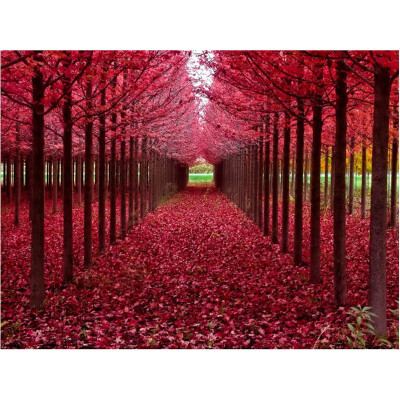 

Romantic Flower Grove Forest Scenery 5D DIY Diamond Painting Craft Cross Stitch Kit for Home Bedroom Wall Decor