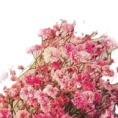 

30pcs Per Bag Babysbreath Flower Seeds Potted Bonsai Floral Plants Seeds Home Garden Decoration