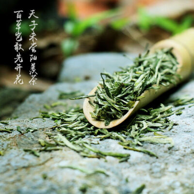 

Organic Nonpareil Yixing Yang Xian Xue Ya Snow Bud Snowy Sprout China Green Tea