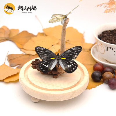 

wilds of insects Insect original crafts ornaments Butterfly love series 14602