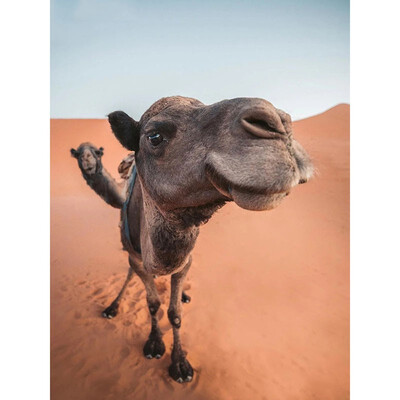 

5D Diamond Painting Camel Diamond Embroidery Sale Animal Diamond Mosaic Art Full Square&round Rhinestone Of Picture