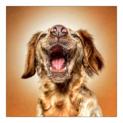 

5D DIY Full Round Drill Diamond Painting Puppy Cross Stitch Embroidery Kit