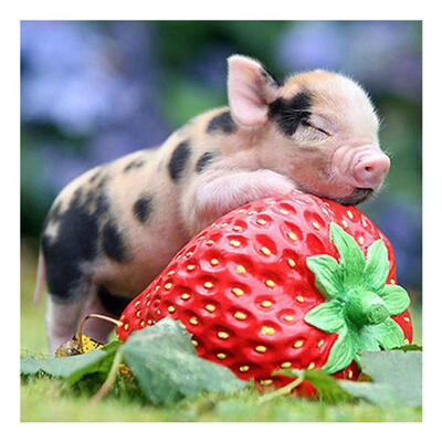 

5D DIY Full Drill Square Diamond Painting Cute Pig Cross Stitch Embroidery