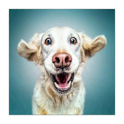 

5D DIY Full Drill Diamond Painting Dog Cross Stitch Embroidery Mosaic Kit