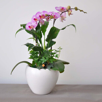 

100pcsBag Phalaenopsis Seeds Potted Bonsai Flower Seeds for Home Garden Plants