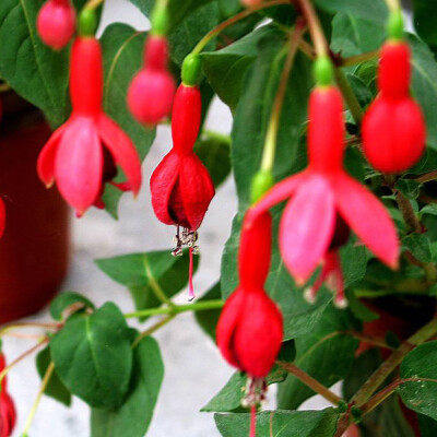 

10pcsBag Fuchsia Hybrida Seeds Flower Plant Seeds for Home Balcony Living Room