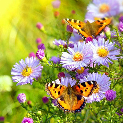 

Full Square Diamond Painting Butterfly Diamond Mosaic Flower Diamond Embroidery 5D DIY Rhinestone Picture Decor Home