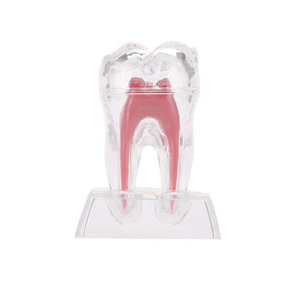 

Greensen Mini Size Comprehensive Dental Practice Teaching Model Transparent Nerve Removable Molar Tooth