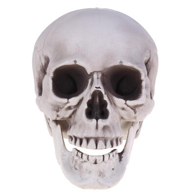 

Human Skull Head Model Halloween Horror Decoration Prop Skull Head