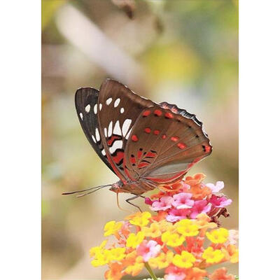 

5D DIY Diamond Painting Butterfly Cross Stitch Embroidery Rhinestone Mosaic