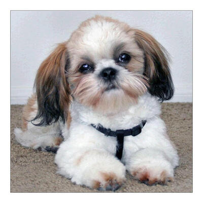 

5D DIY Diamond Painting Dog Cross Stitch Embroidery Wall Art Needlework Kit