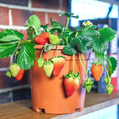 

300PcsPack Super Large Strawberry Seeds Home Garden Red Color Sweet Delicious Fruit Plant