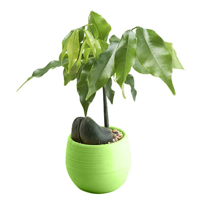 

Gobestart Mini Colourful Round Plastic Plant Flower Pots Home Office Decor Planter
