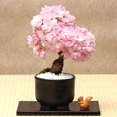 

10pcsBag Cerasus Seeds Potted Bonsai Flower Plants Seeds for Home Garden Decorations