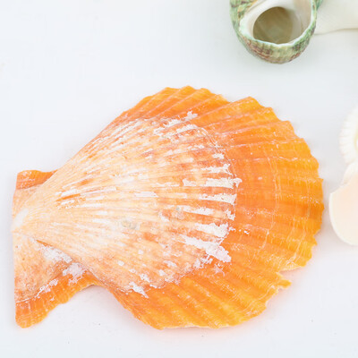 

200gpack Natural Beach Shell&Conch SeaShells Aquarium Fish Tank Landscaping Decoration