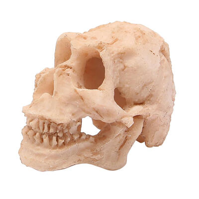 

Pithecanthropus Skull Resin Sculpture Statue Skeleton Model Aquarium Decor