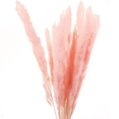 

15 Pcs Wedding Dried Pampas Bouquets Bulrush Flower Bunch Home Decor Natural