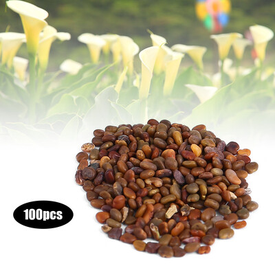 

100Pcs Colorful Calla Lily Flower Seeds Potted Plant Bonsai Home Garden Yard DecorationCalla Lily Flower Seeds Mixed Color Seeds