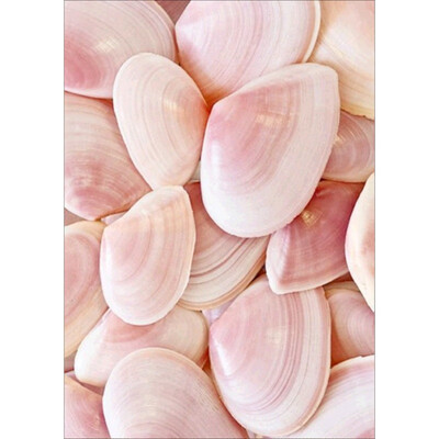 

5D Diamond Painting DIY Semi-finished Still Life Theme Shell Conch Sea Simple Style Home Bedroom Office Decoration