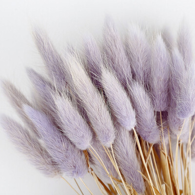 

50pcs Colorful Foxtail Barley Grass Bonsai Home Decoration Natural Dried Twelve Flower Dried Flower Photo Props Dog Tail Grass