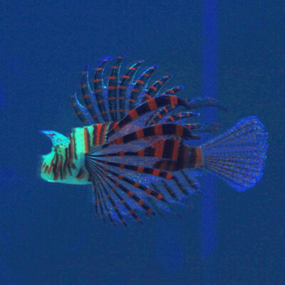 

Toponeto Aquarium Landscaping Decorations Luminous Simulation Of Colored Lionfish