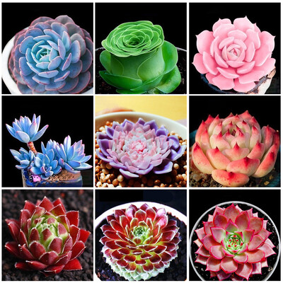 

200Pcs Fragrant Flowers Egret Flower Lithops Succulents Lily of the Valley Plant-Seeds Aquarium Plant Radiation-Proof Flores Conva