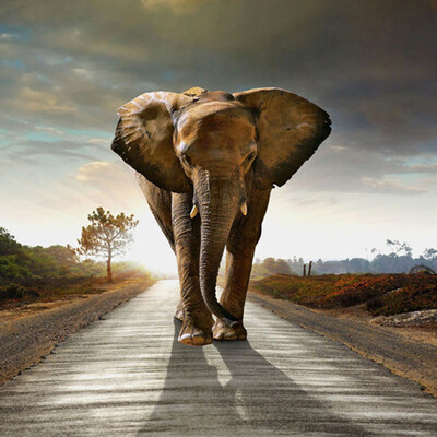 

Custom Size Elephant Photographic Background 3D Photo Mural Wallpaper Living Room Bedroom Printed Wallpaper Murales De Pared 3D