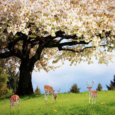 

Custom Pastoral Style Cherry Blossom Trees Elk Photo Mural Romantic Nature Landscape Mural Wallpaper Living Room Home Decor 3D