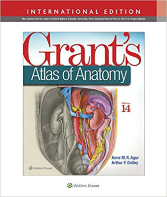 

Grants Atlas of Anatomy International Edition