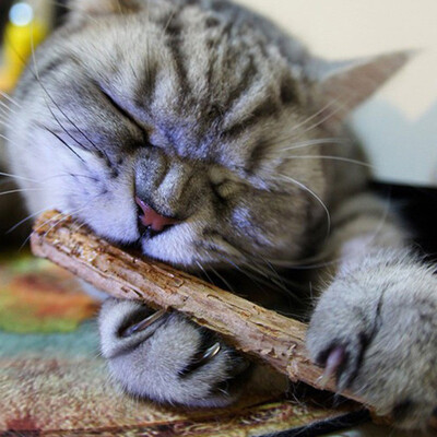 

MyMei Cat Clean Teeth Natural Catnip Pet Cat Molar Toothpaste Stick 2Pcsbag Dental Health