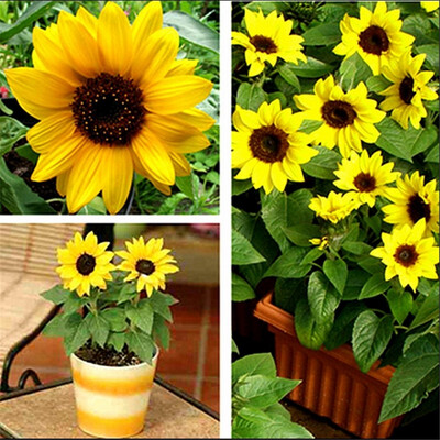 

Cntomlv edible seeds mini sunflower seeds Dwarf sunflower seeds sunflower series Flower Seeds