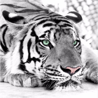 

3D photo wallpaper Tiger black&white animal murals entrance bedroom living room sofa TV background wall mural wall paper