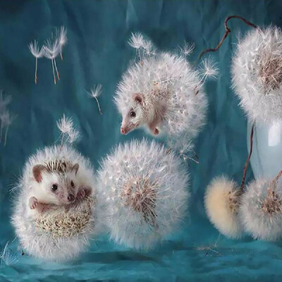 

5D DIY Diamond Embroidery Dream Dandelion Sunset Cute Hedgehog Diamond Painting Rhinestone Home Decoration