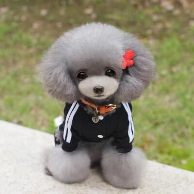 

Winter Warm Pet Dog Clothes Wear Jacket Cotton Small Pet Dog Clothes for Dog Jumpsuit Coat Clothing For Dogs Sportswear Hoodie