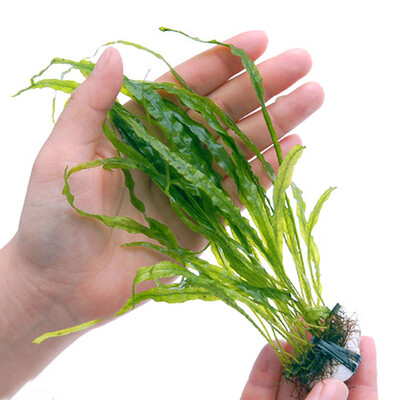 

Odyssey Natural Pteris Pteris Aquaculture Souvenir Tranquil Fungi Antlers