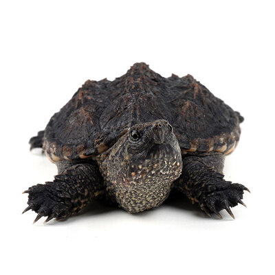 

Yi Meng turtle live Chinese turtle pet watch turtles turtle pond culture small turtle seedlings 5-7cm a