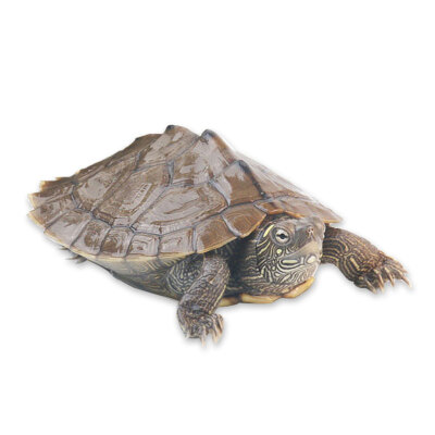 

Yi Meng turtle live Chinese turtle pet watch turtles turtle pond culture small turtle seedlings 5-7cm a