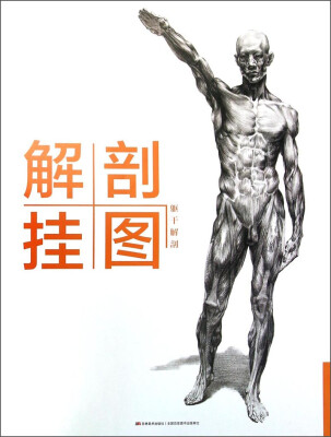 

解剖挂图：躯干解剖