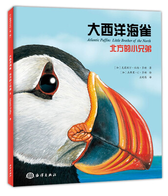 

大西洋海雀 : 北方的小兄弟