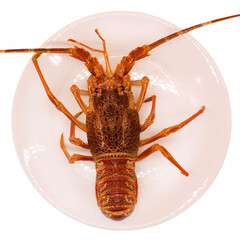 御鲜轩 冷冻南非进口龙虾仔500-600g/只 南非龙海鲜年货