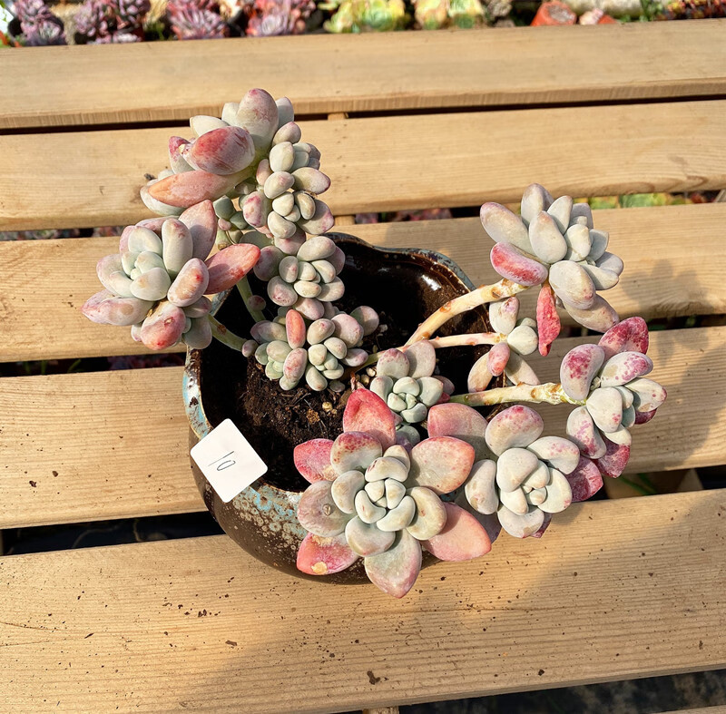 多肉植物洛神老桩 自然群生老桩洛神桃蛋 大盆阳台花卉 洛神小群3-5头